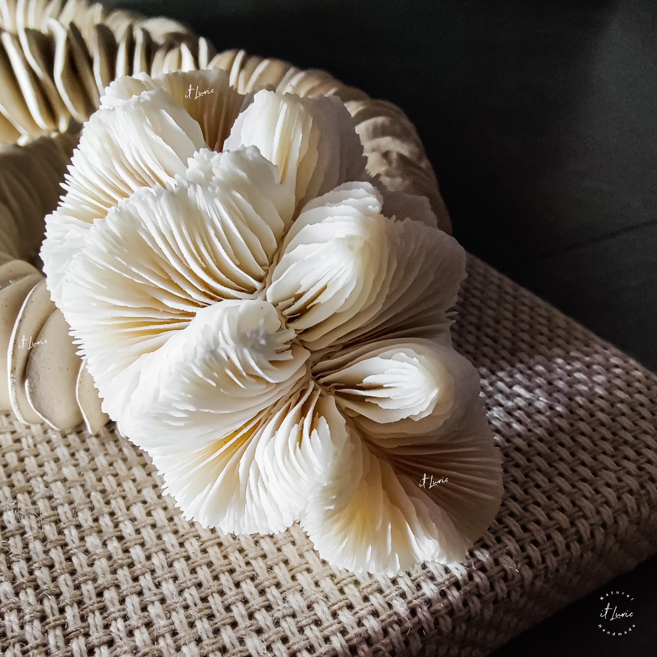 Cúpula Acrílica com Colar Cerâmica Orgânica Branca e Corais